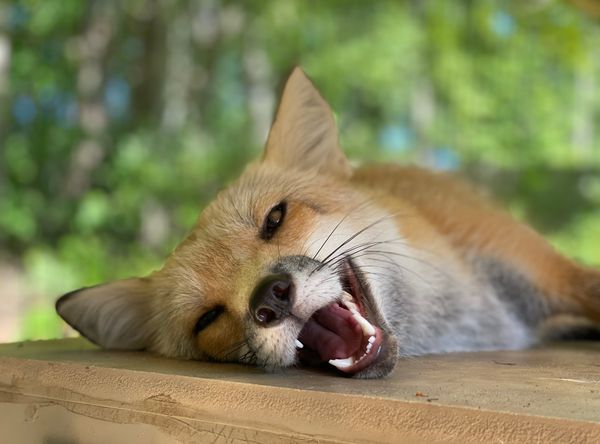 Millstone Wildlife Center