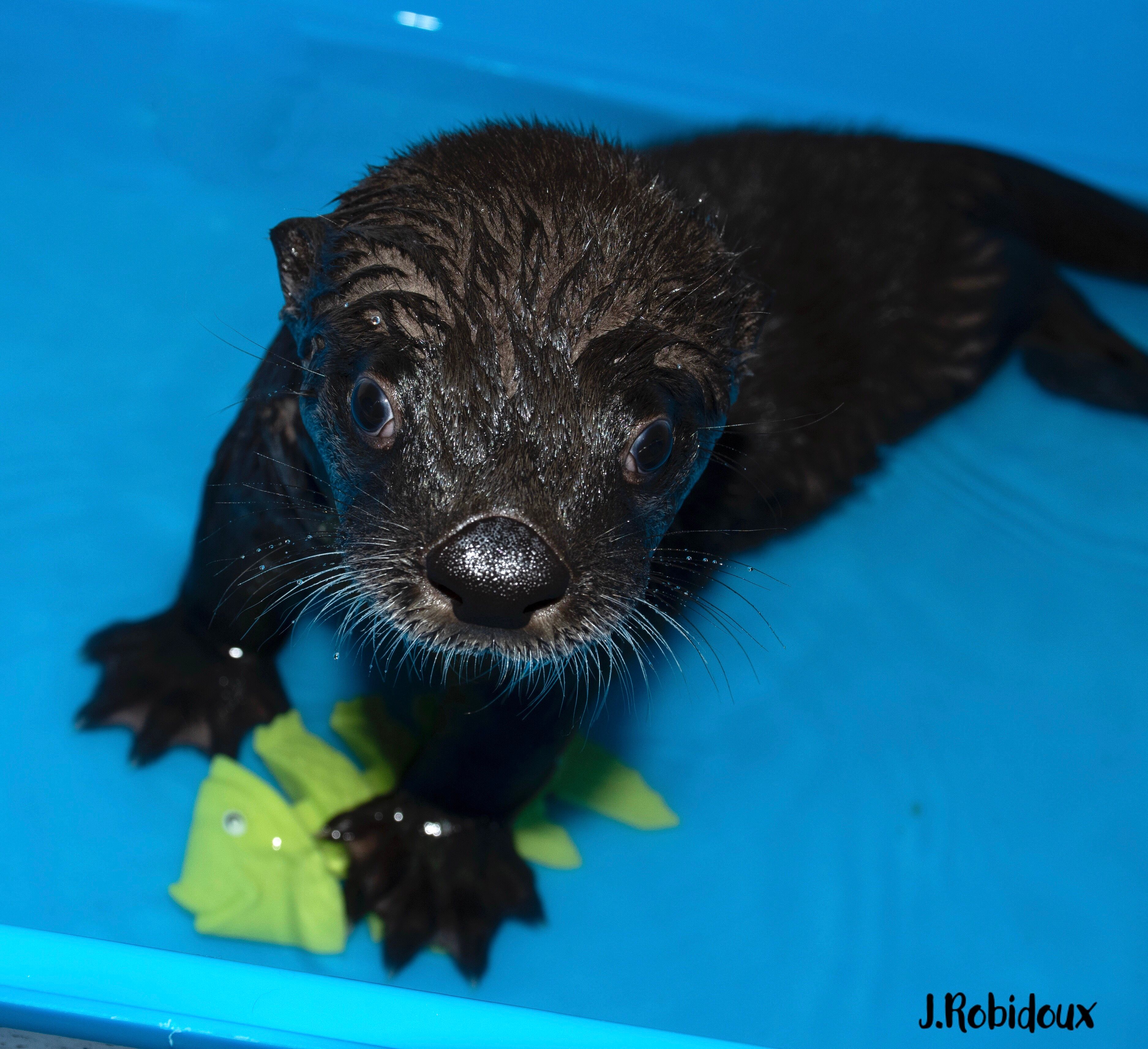 Millstone Wildlife Center