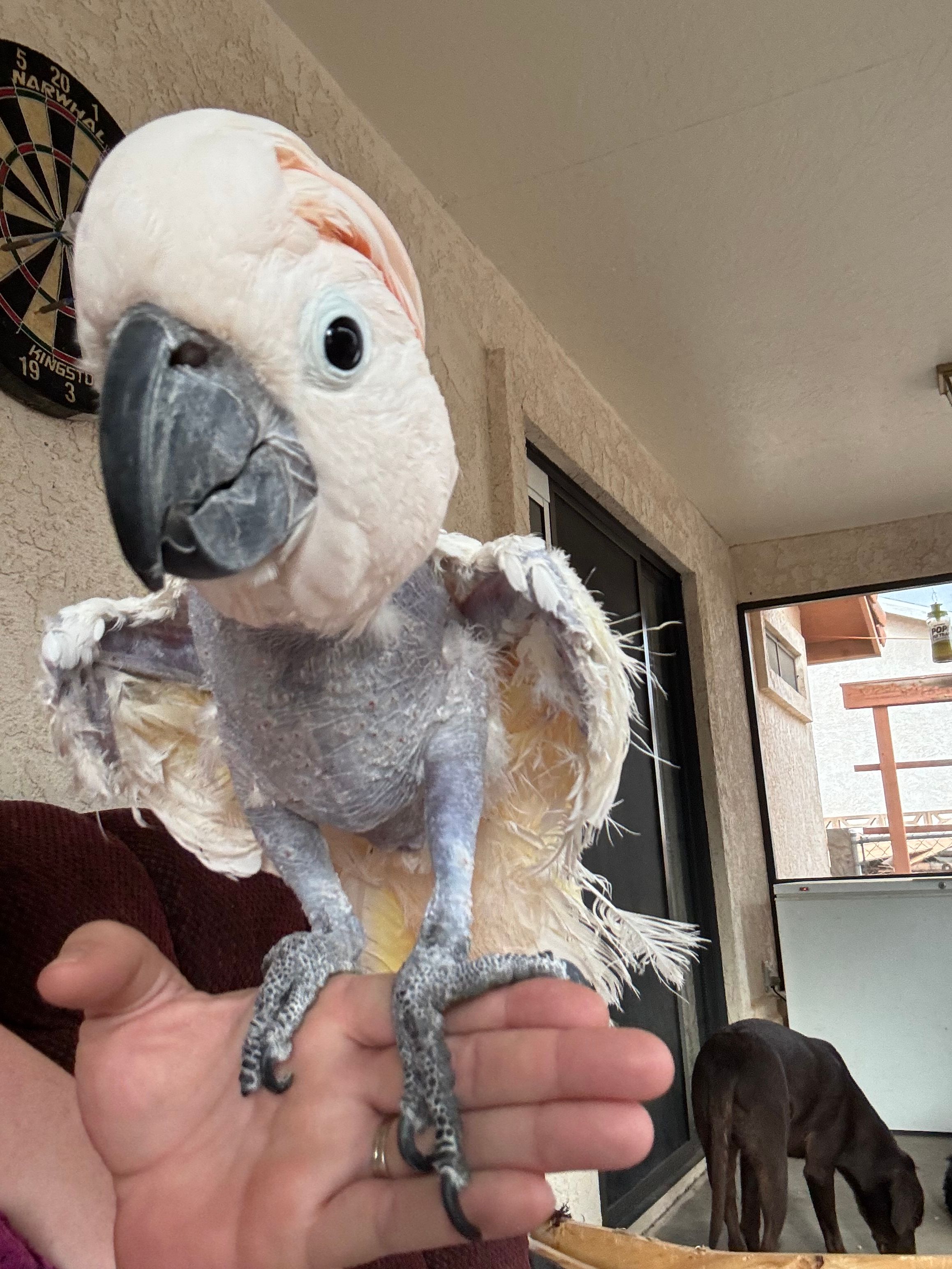 Feathered vines exotic bird rescue