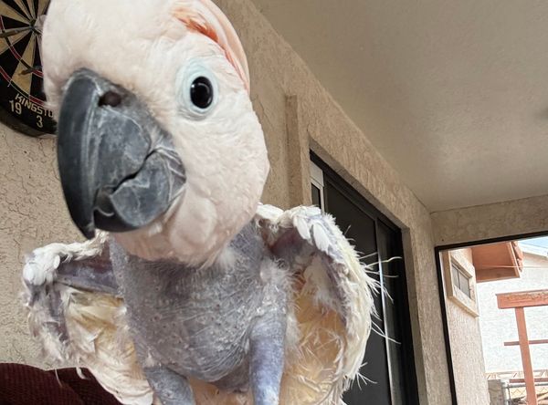 Feathered vines exotic bird rescue