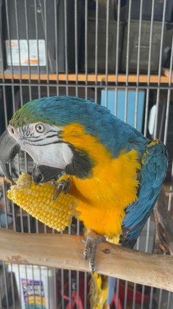 Feathered vines exotic bird rescue