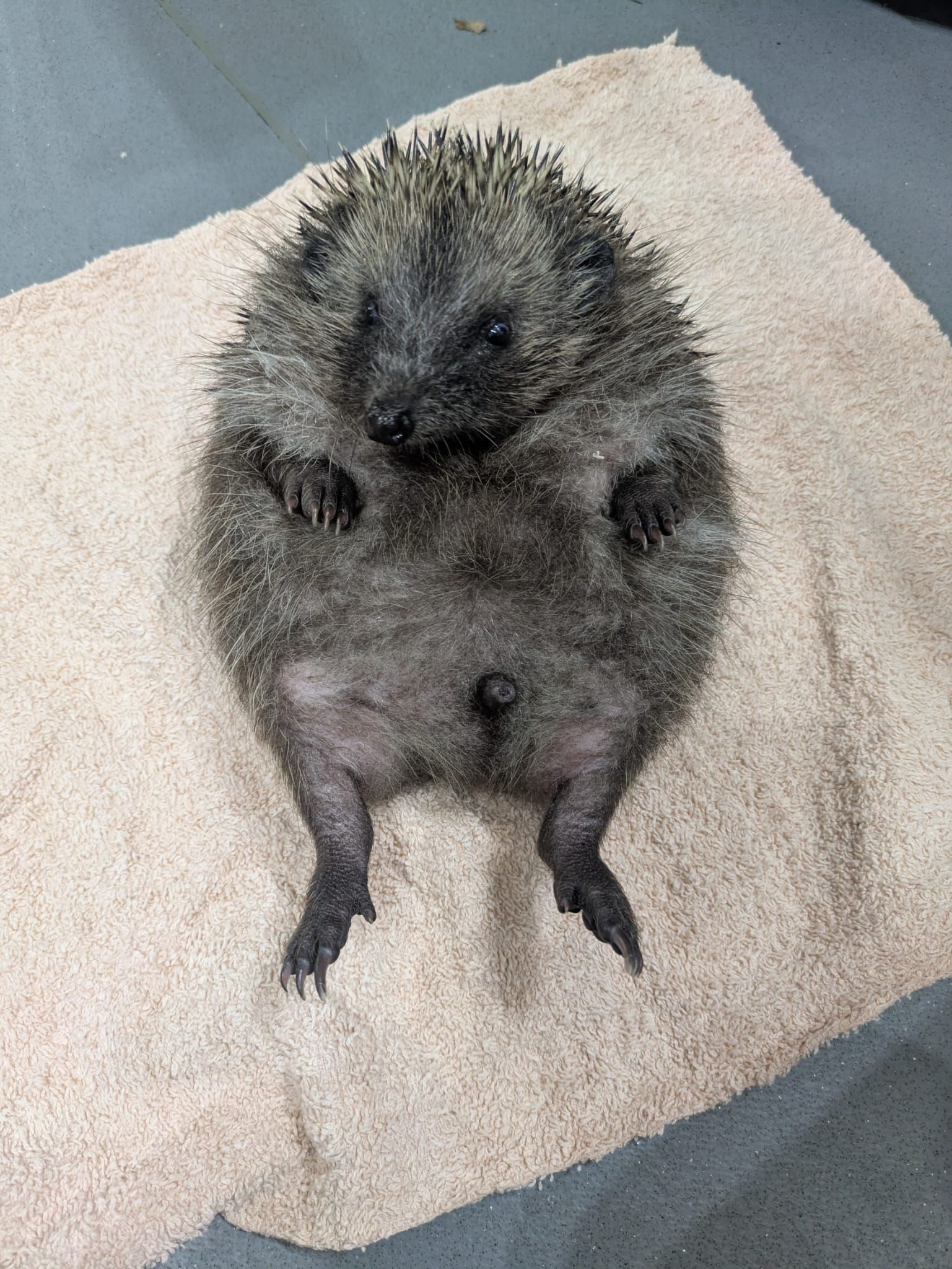 Phoenix Hedgehog Rescue