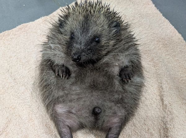 Phoenix Hedgehog Rescue