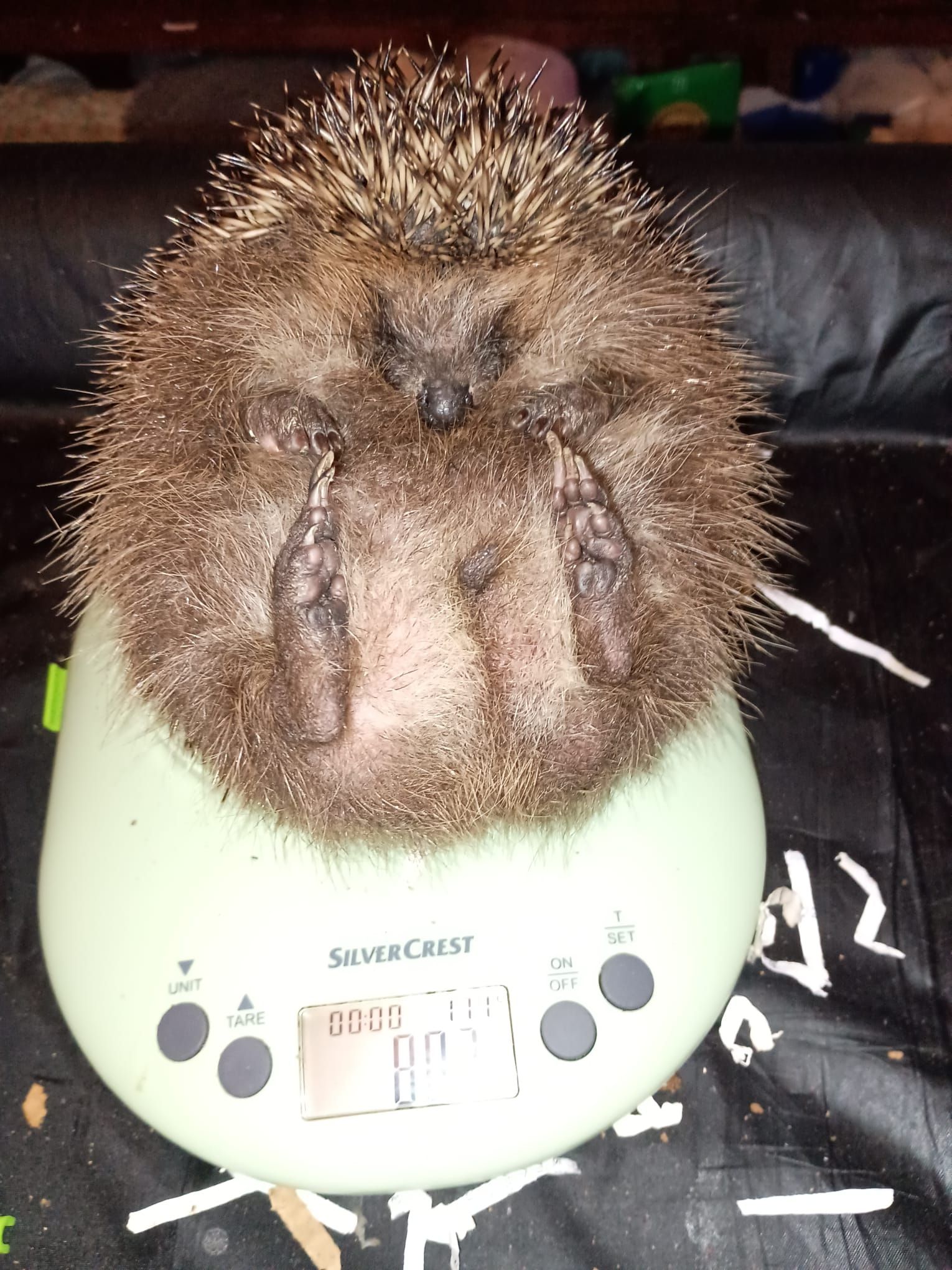 Phoenix Hedgehog Rescue