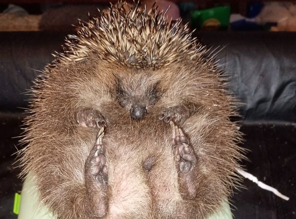 Phoenix Hedgehog Rescue