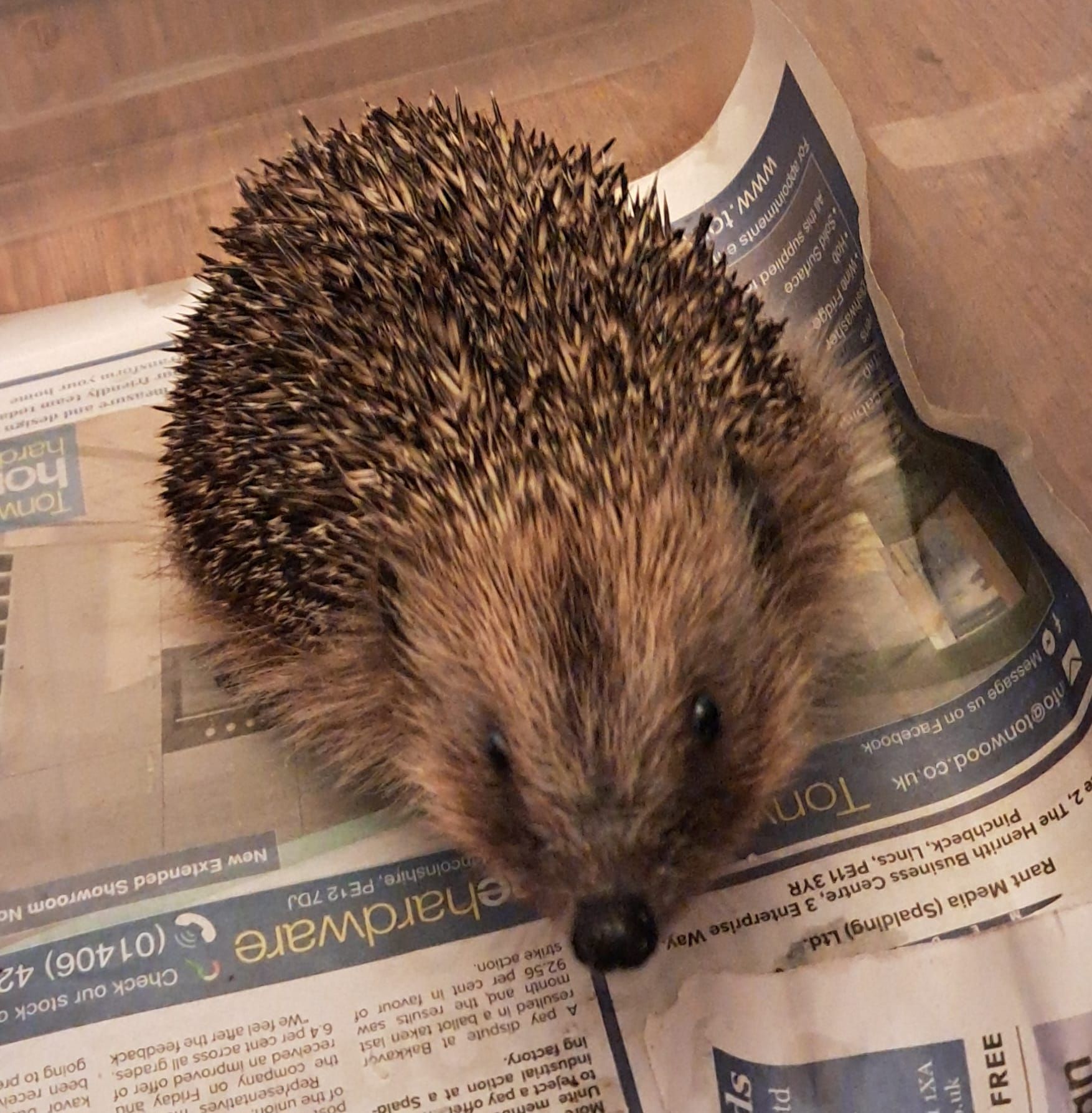 Phoenix Hedgehog Rescue