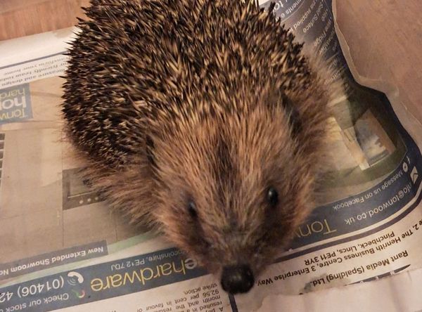 Phoenix Hedgehog Rescue