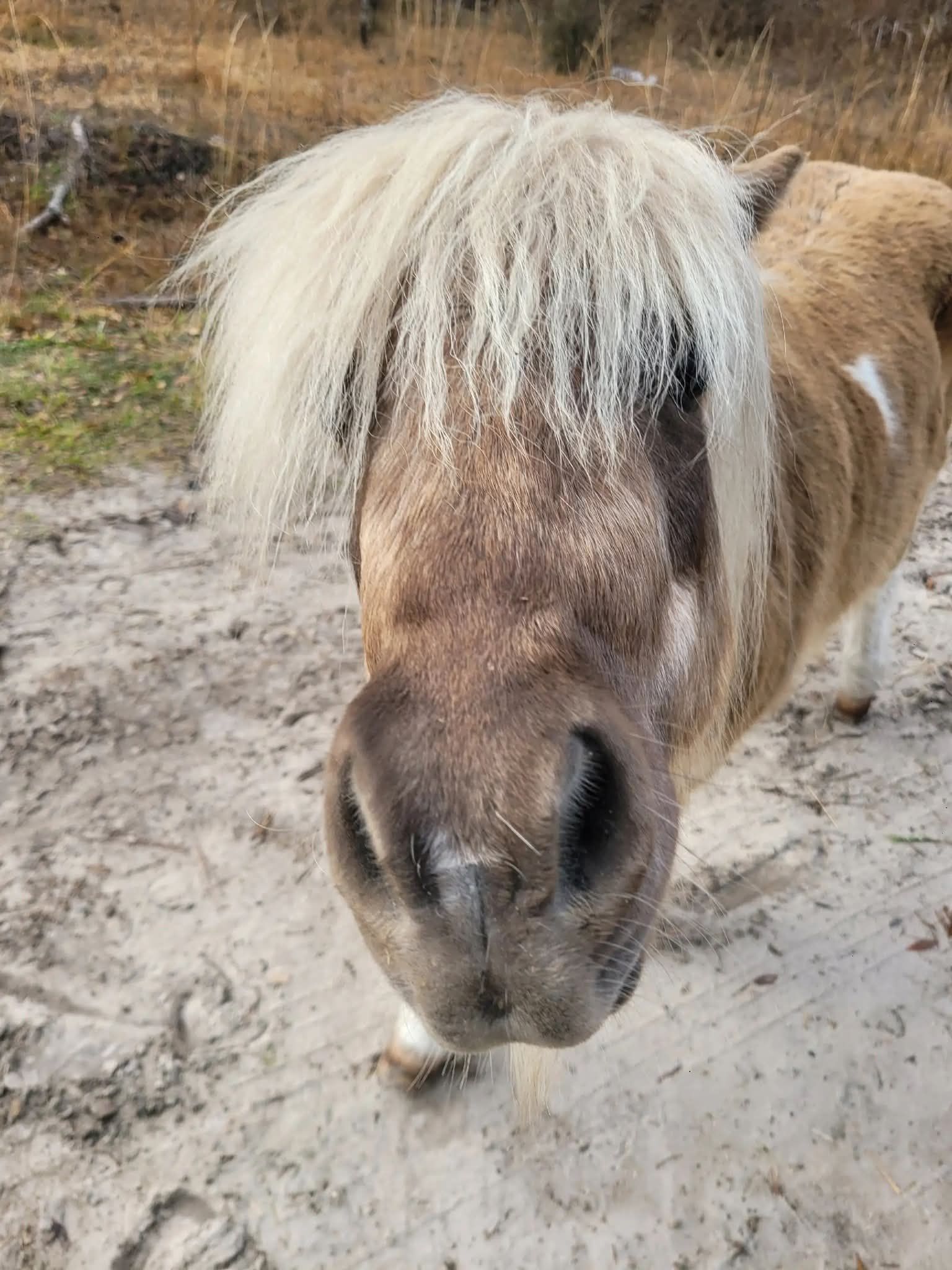 Serenity in the Cypress, Inc