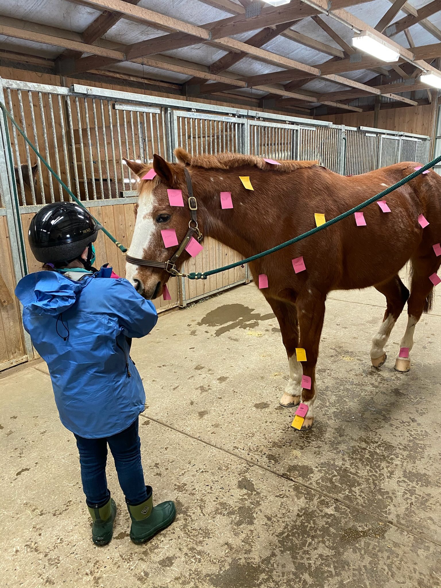 Emerald Hollow Therapeutic Riding Center