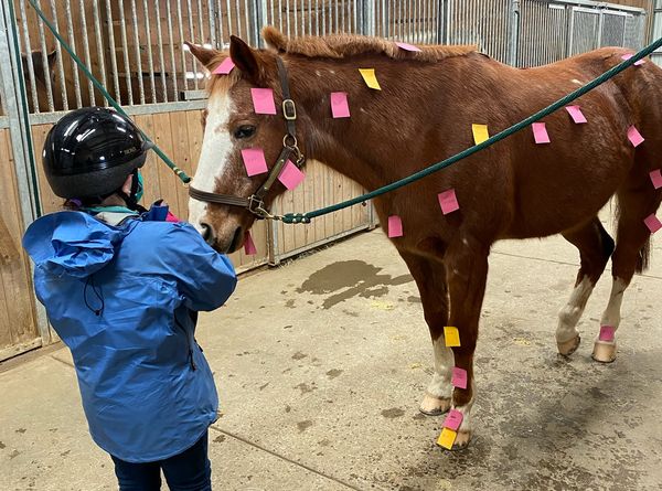 Emerald Hollow Therapeutic Riding Center