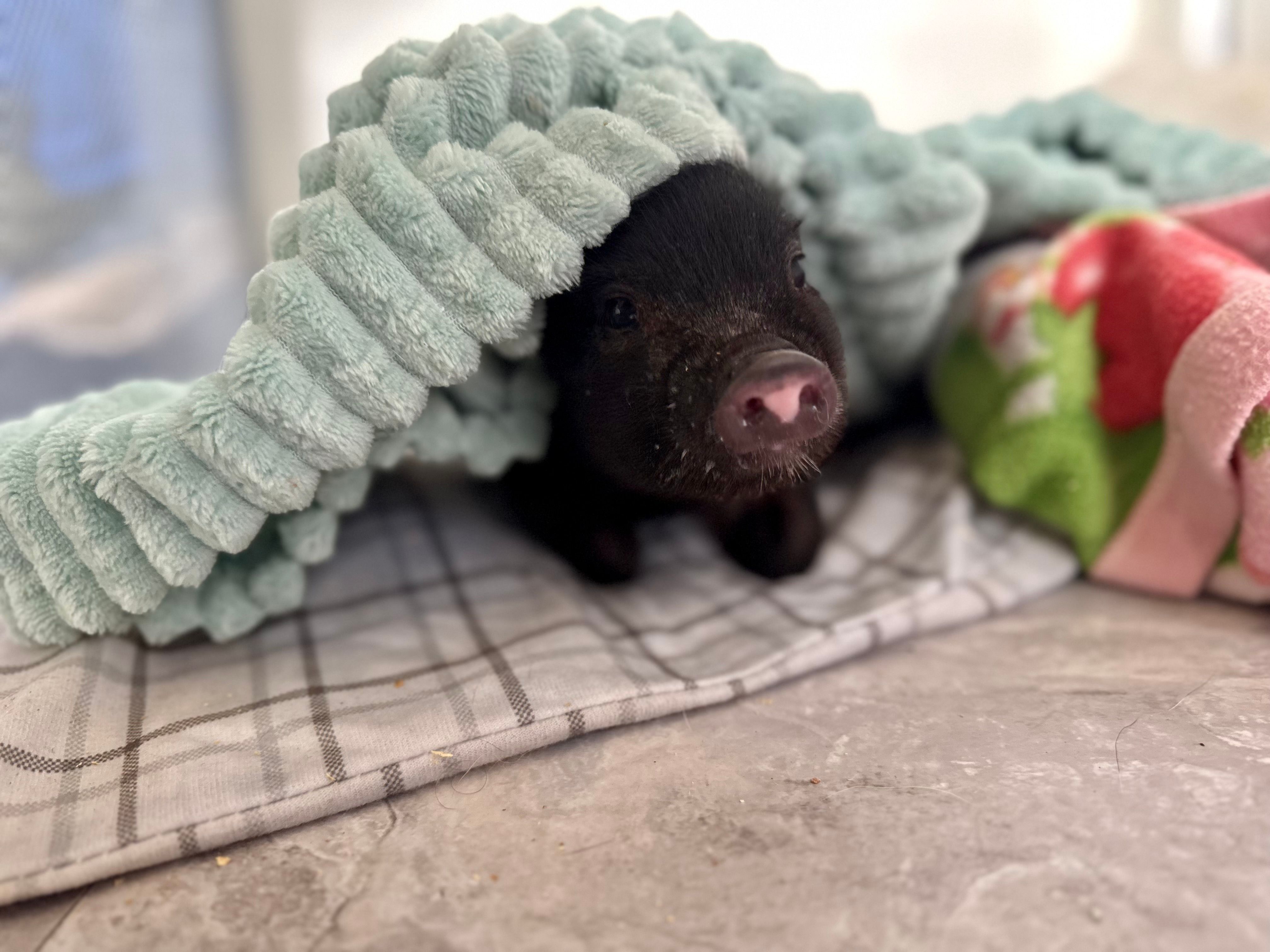 Hope And Hooves Rescue & Sanctuary