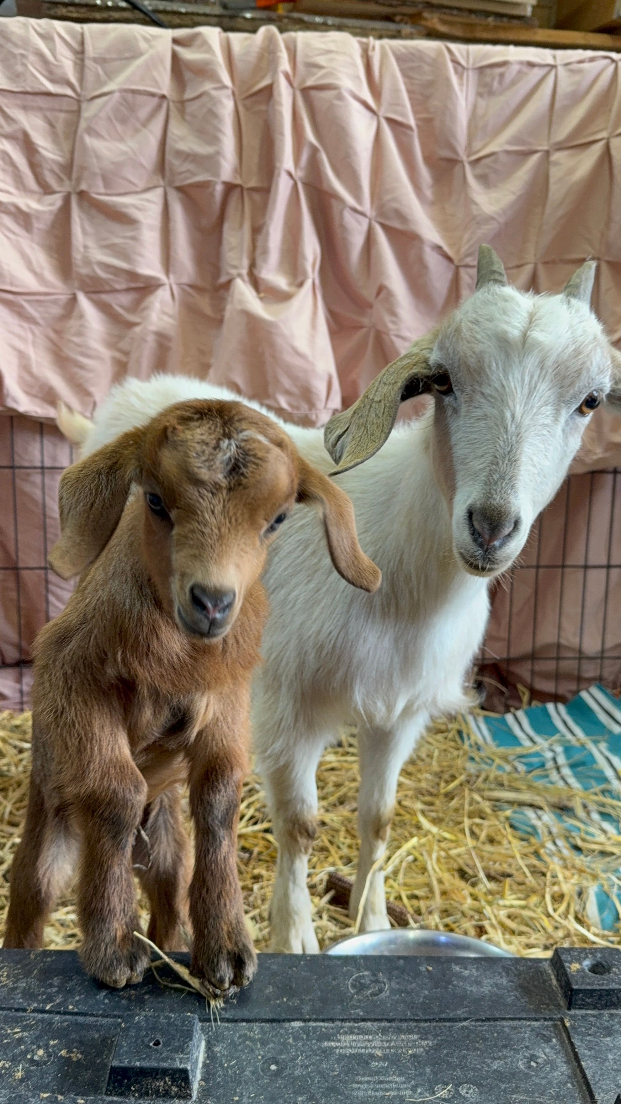 Hope And Hooves Rescue & Sanctuary