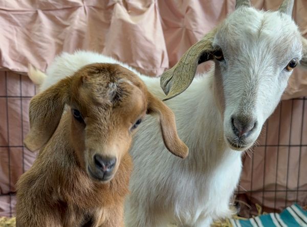 Hope And Hooves Rescue & Sanctuary