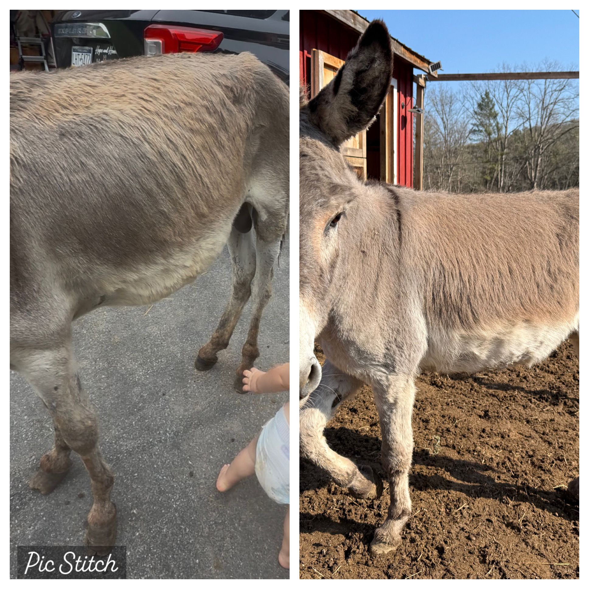 Hope And Hooves Rescue & Sanctuary