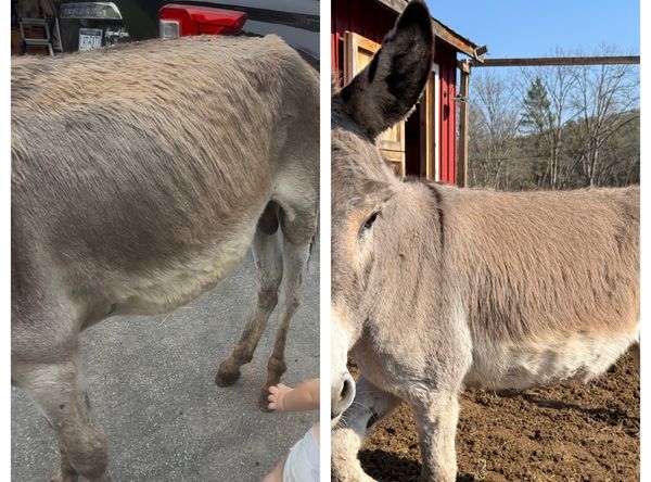 Hope And Hooves Rescue & Sanctuary
