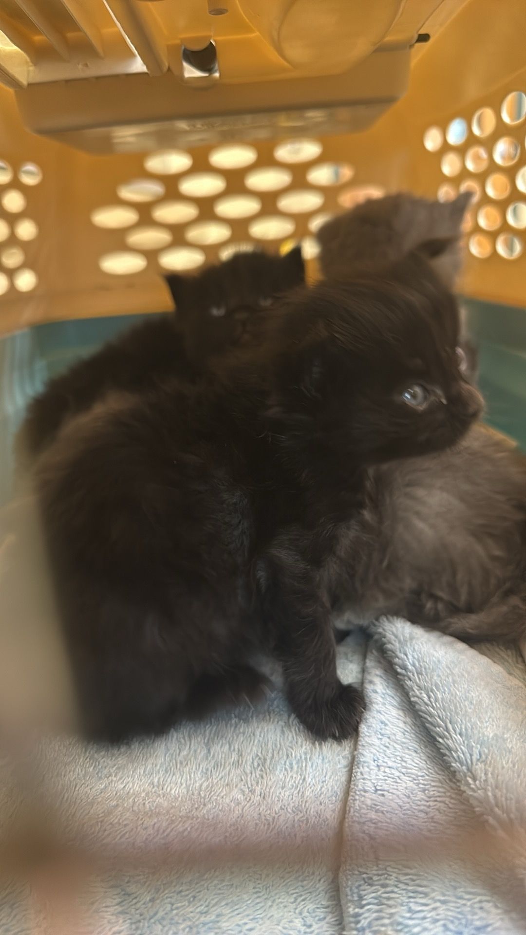 Coastal Purrs Cat Rescue