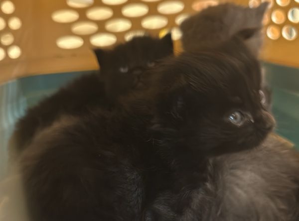 Coastal Purrs Cat Rescue