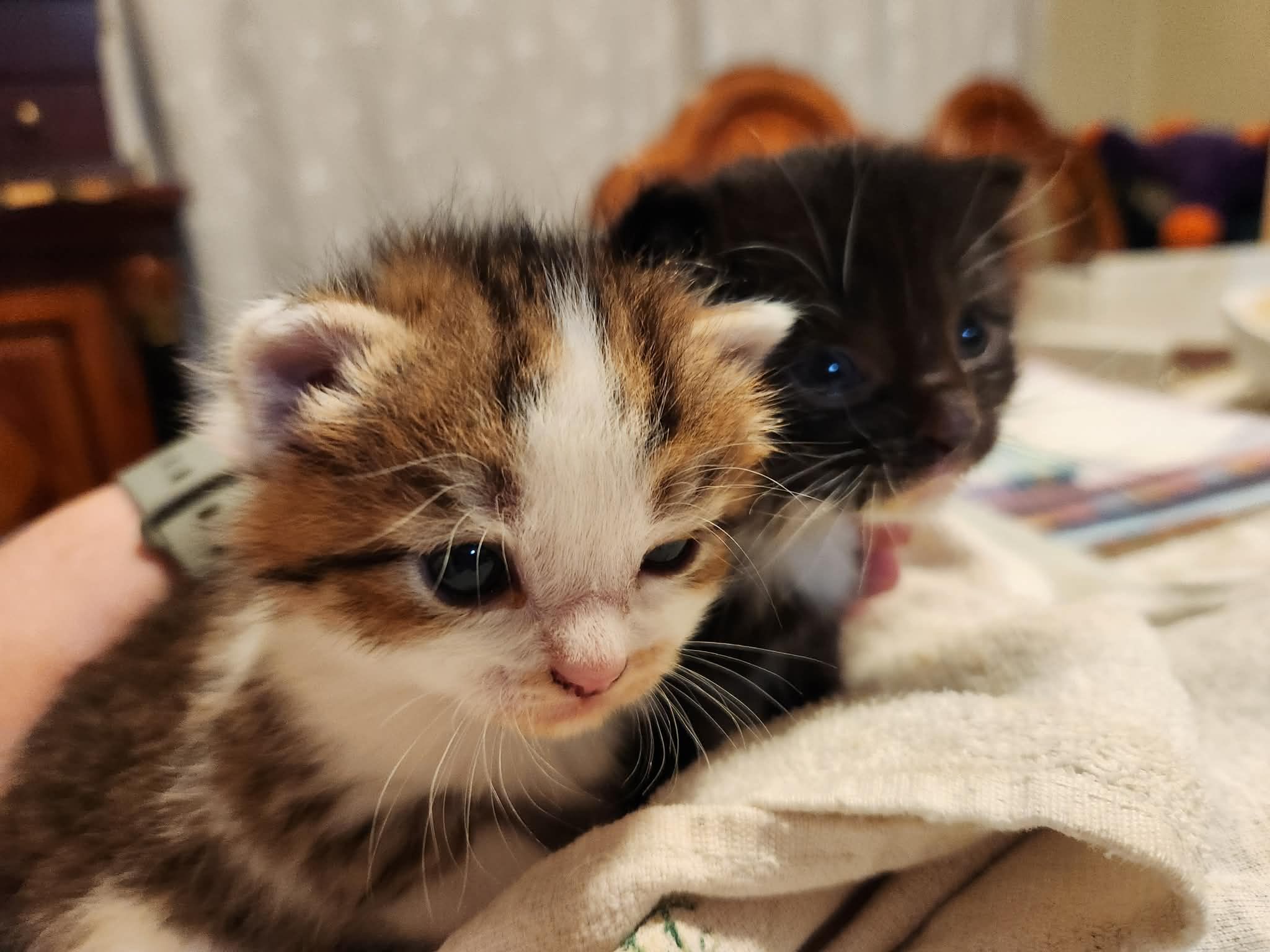 Coastal Purrs Cat Rescue