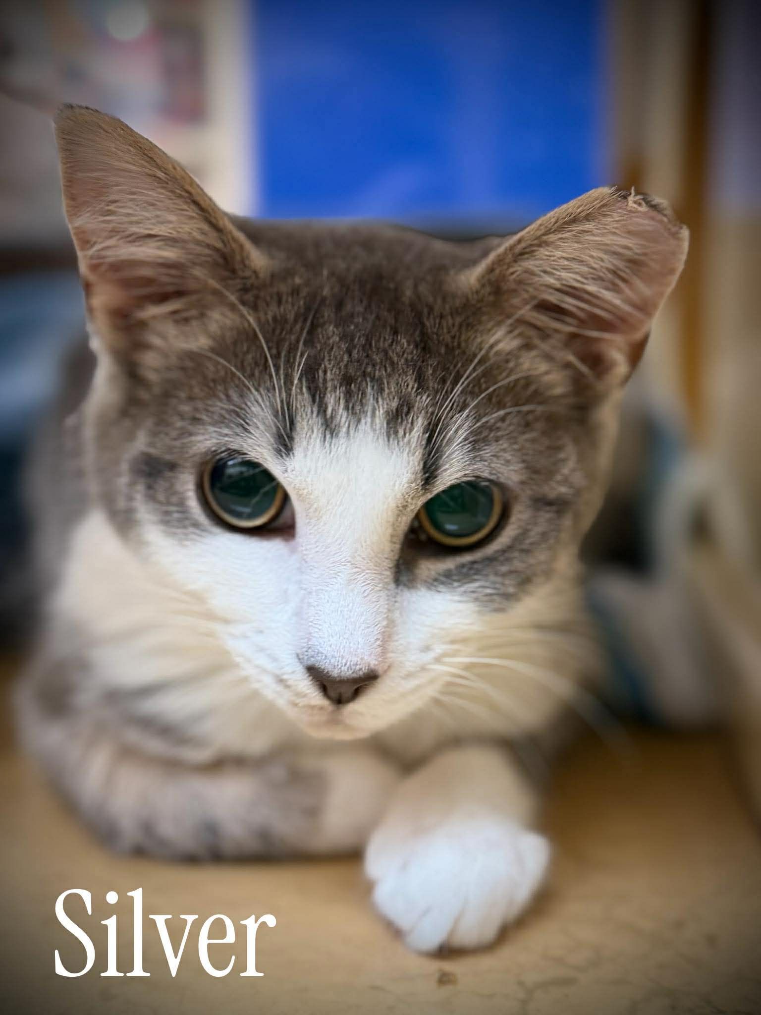 Coastal Purrs Cat Rescue