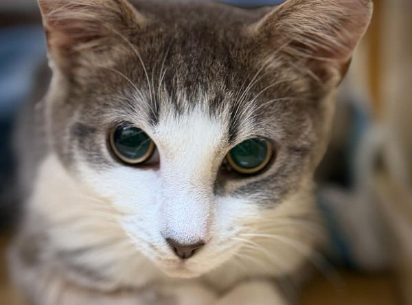 Coastal Purrs Cat Rescue