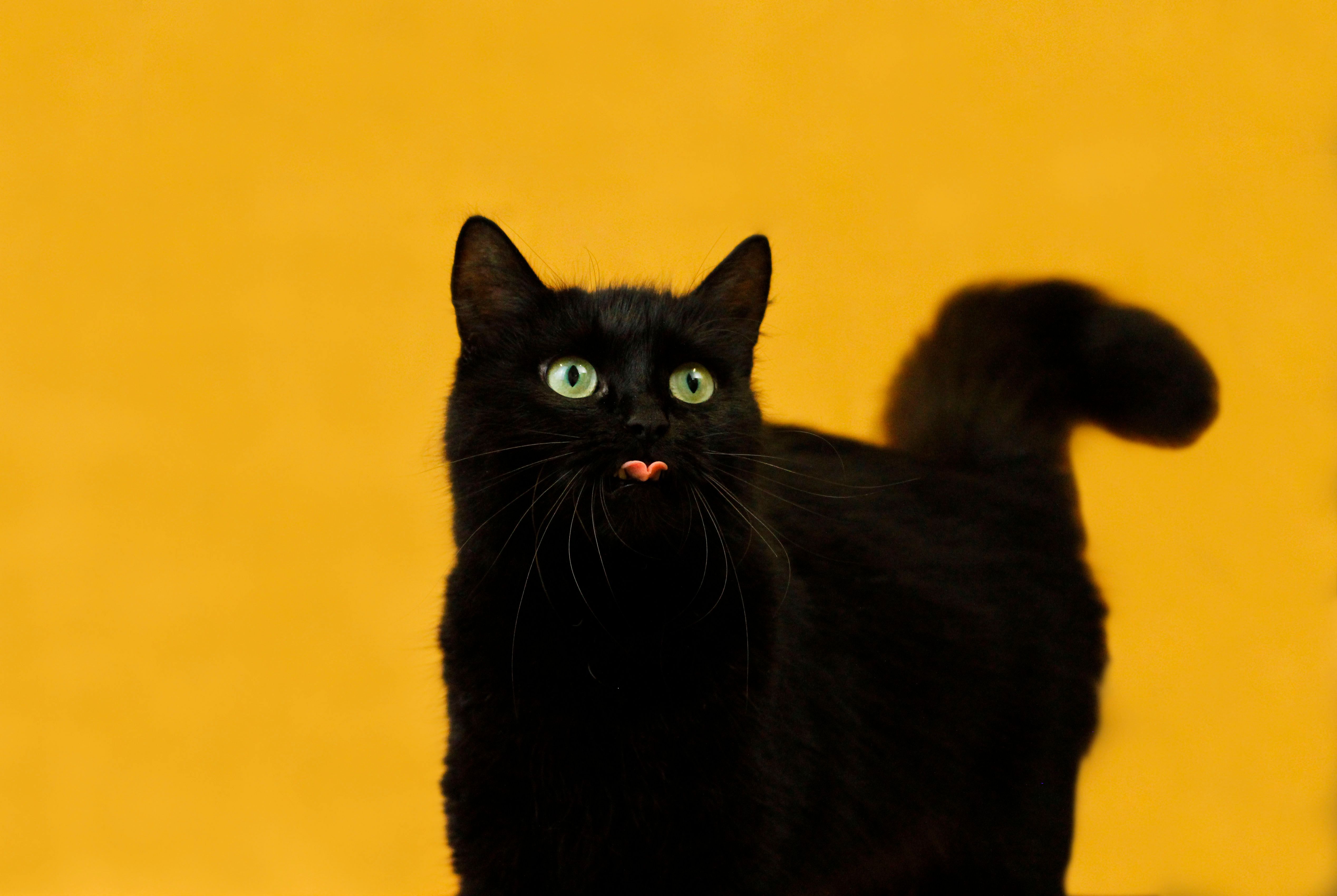 RSPCA Doncaster and Rotherham Animal Centre