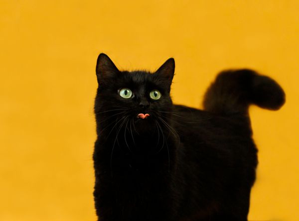 RSPCA Doncaster and Rotherham Animal Centre