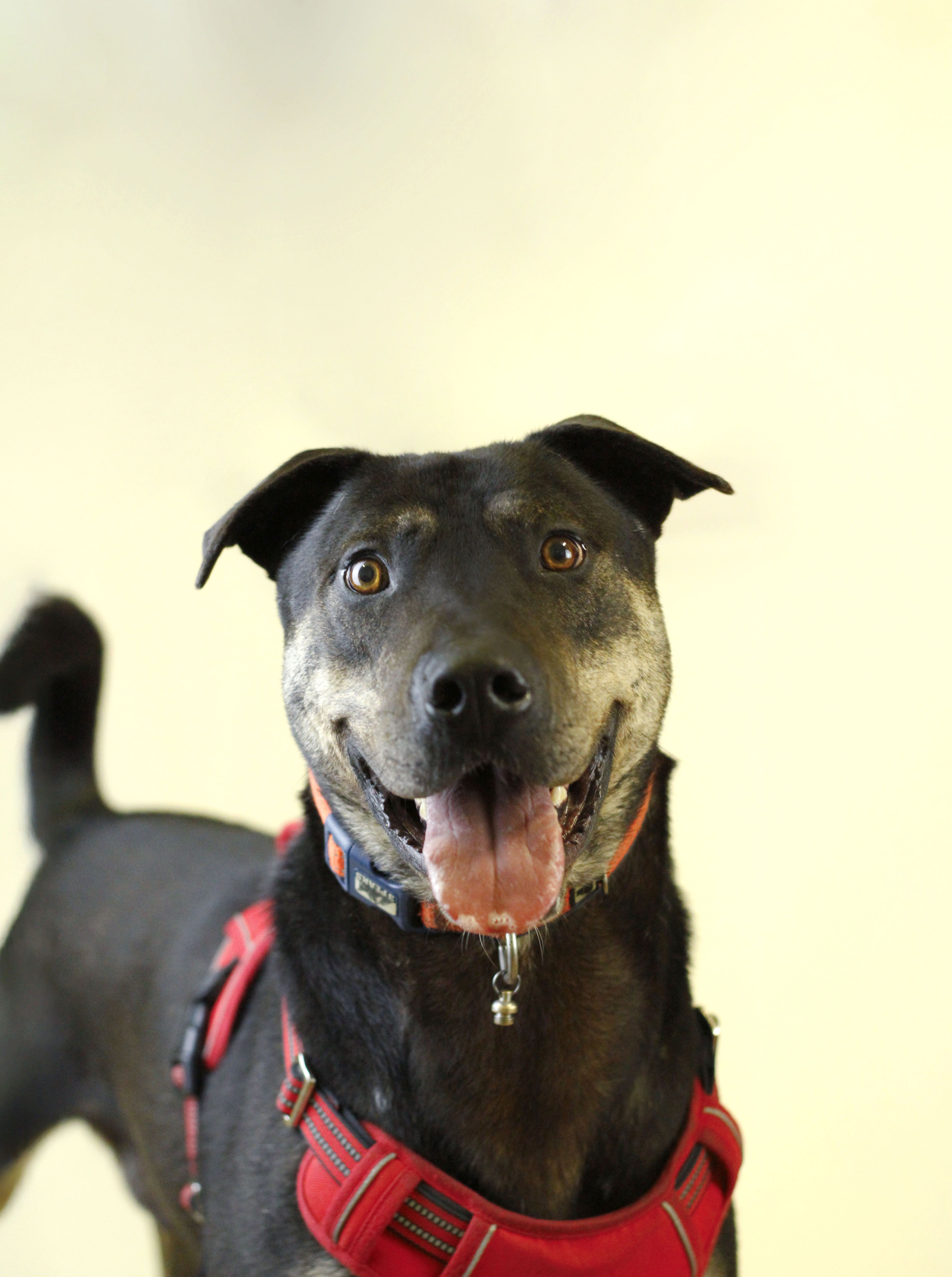 RSPCA Doncaster and Rotherham Animal Centre