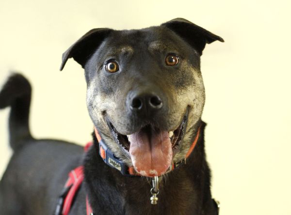 RSPCA Doncaster and Rotherham Animal Centre