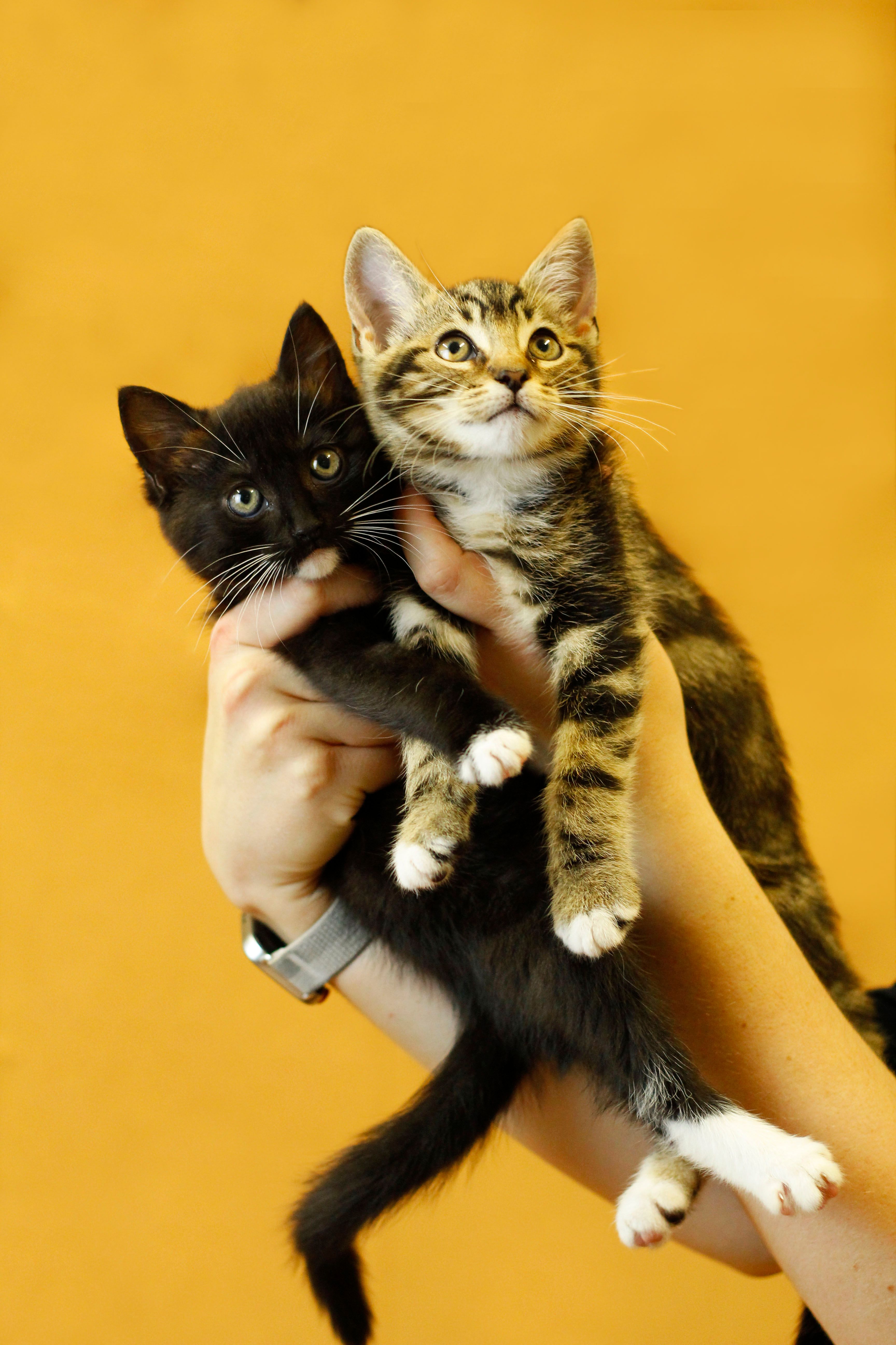 RSPCA Doncaster and Rotherham Animal Centre