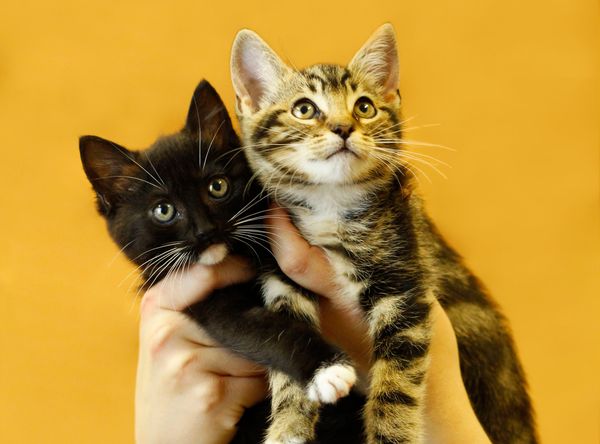 RSPCA Doncaster and Rotherham Animal Centre