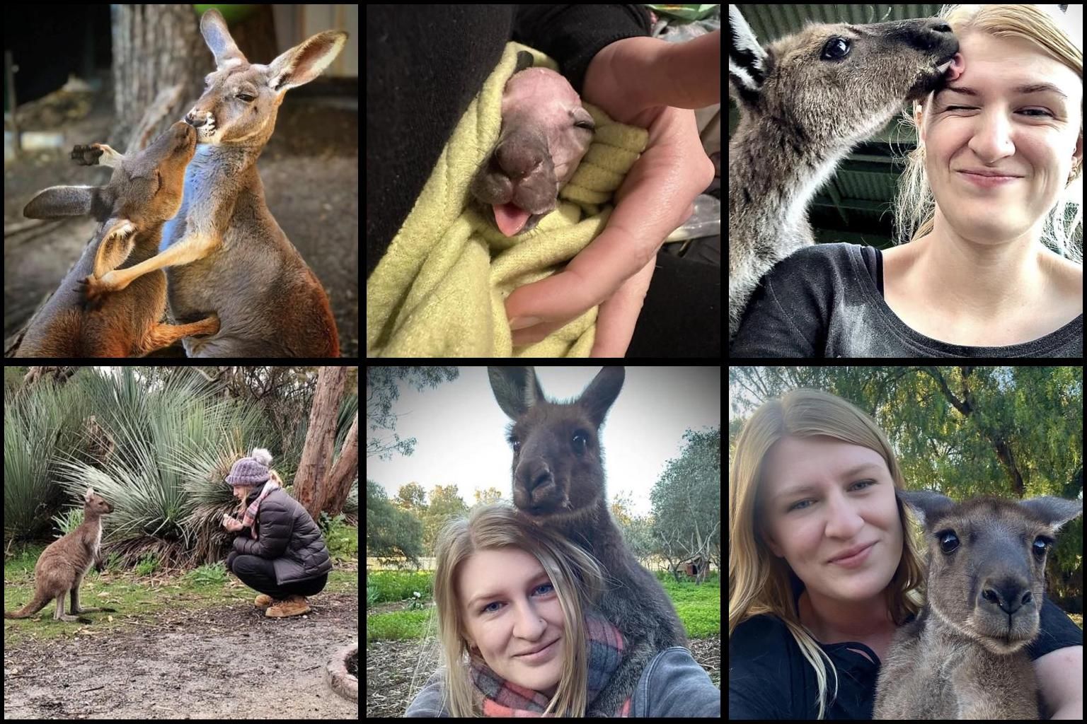 Kangaroo Sanctuary South Australia Inc