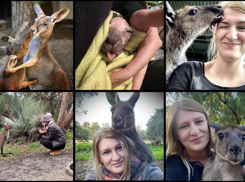 Kangaroo Rescue Donate to Kangaroo Sanctuary South Australia Inc to share in $2,500,000