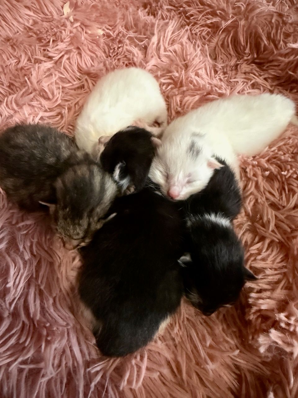 Kitty Kingdom Rescue