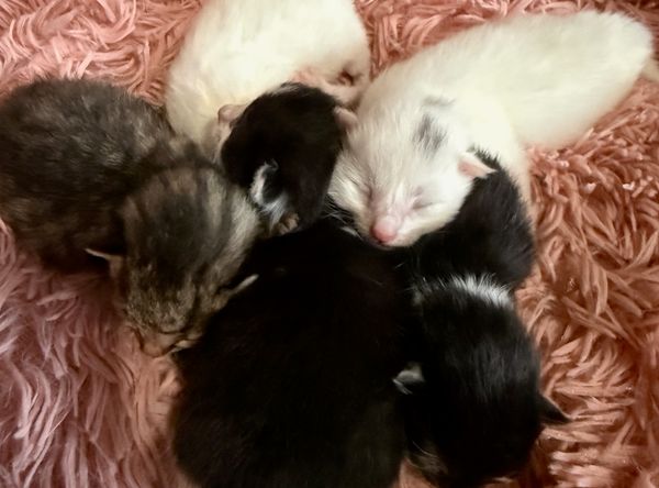 Kitty Kingdom Rescue