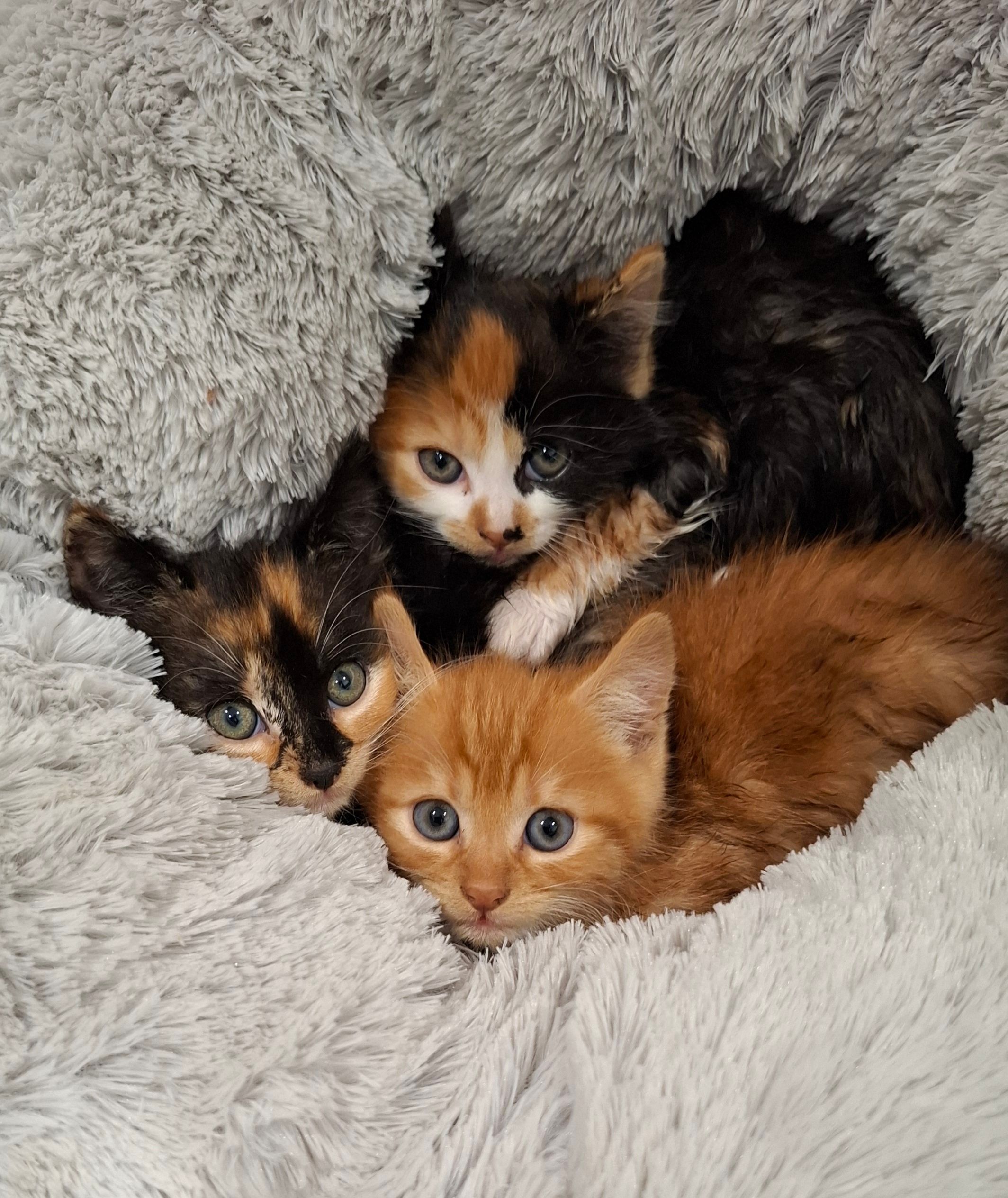 Kitty Kingdom Rescue