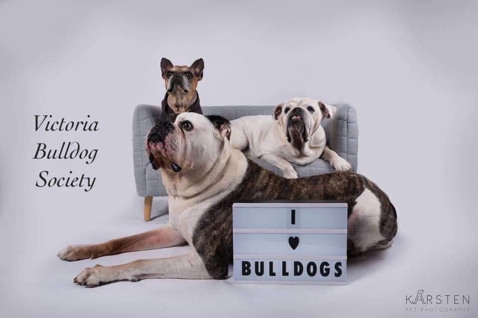 Victoria Bulldog Society