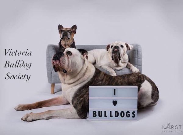 Victoria Bulldog Society