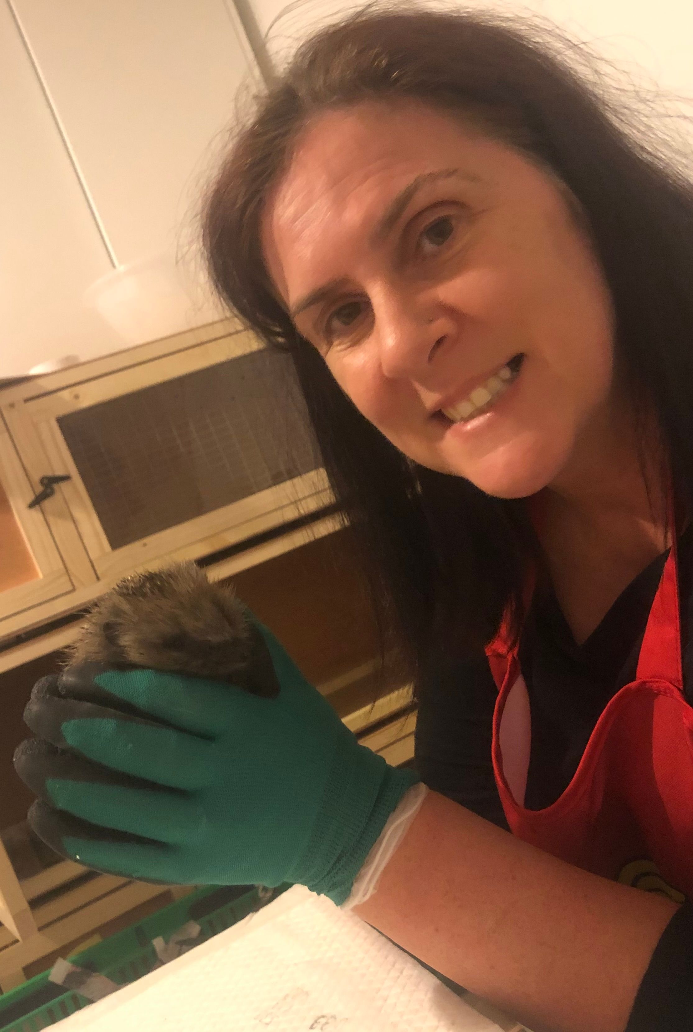 Midlothian Hedgehog Rescue & Rehabilitation