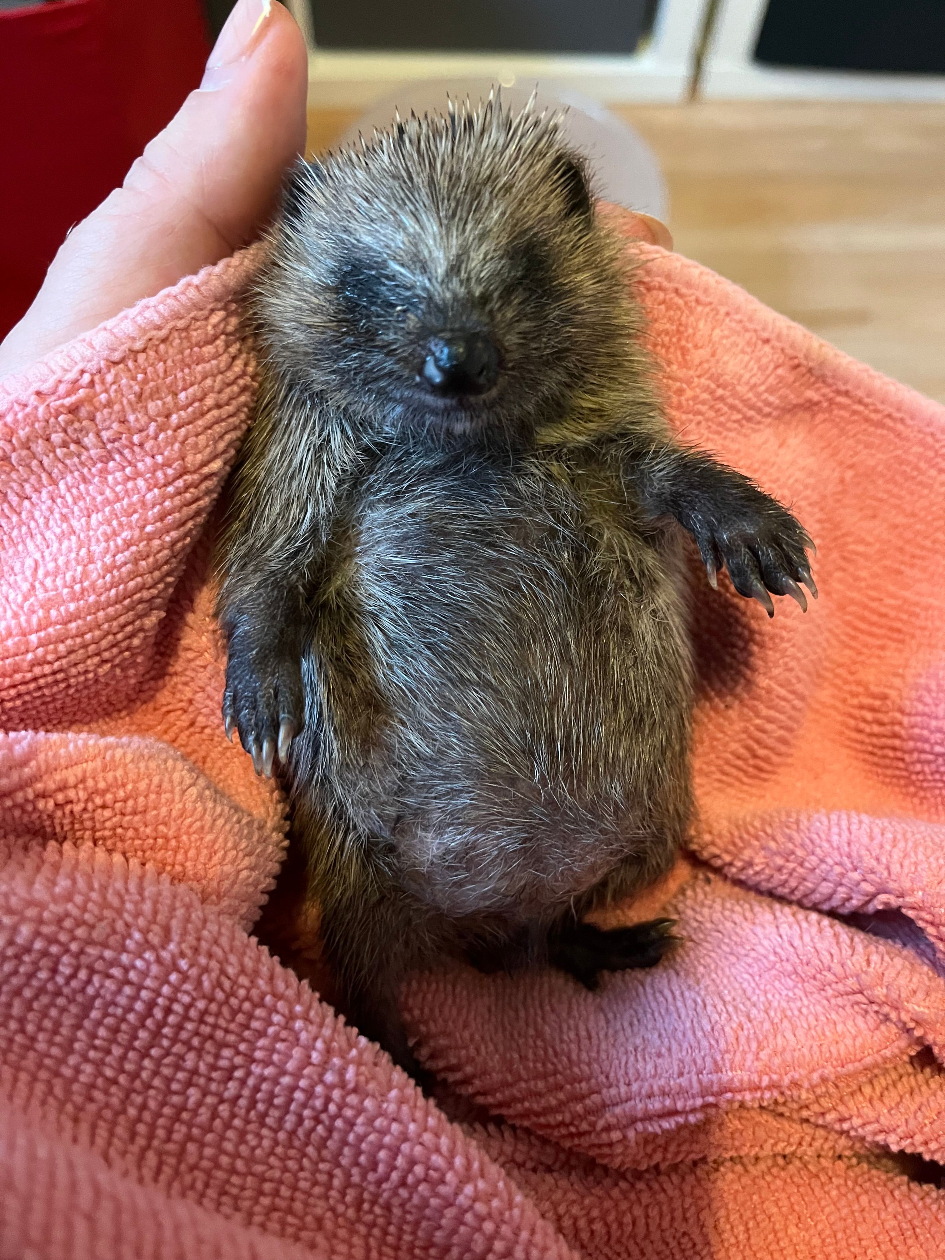 Midlothian Hedgehog Rescue & Rehabilitation