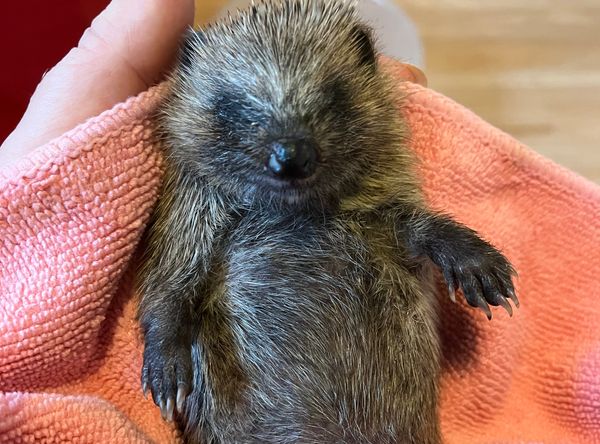 Midlothian Hedgehog Rescue & Rehabilitation
