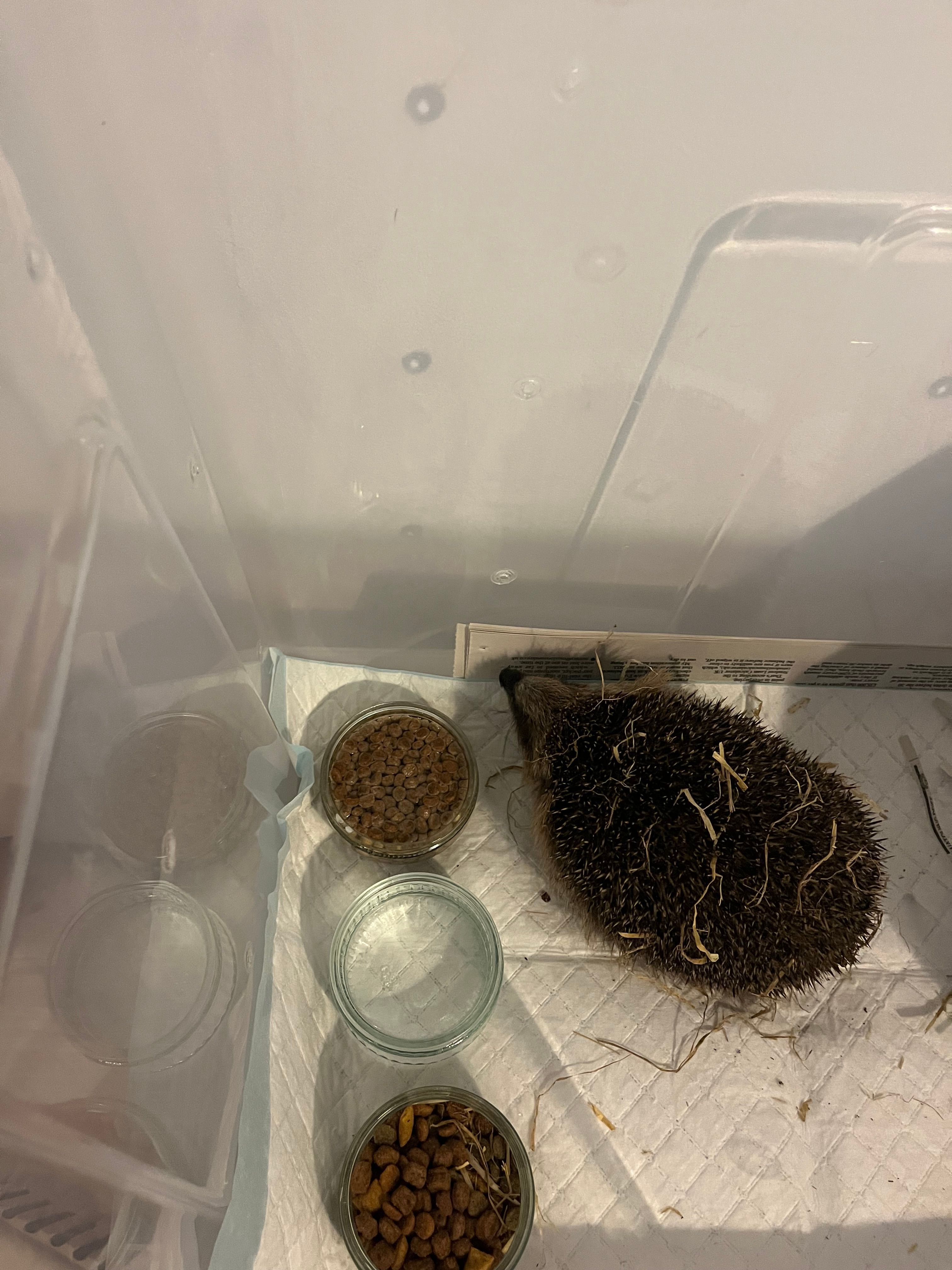 Midlothian Hedgehog Rescue & Rehabilitation