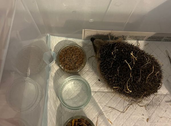 Midlothian Hedgehog Rescue & Rehabilitation