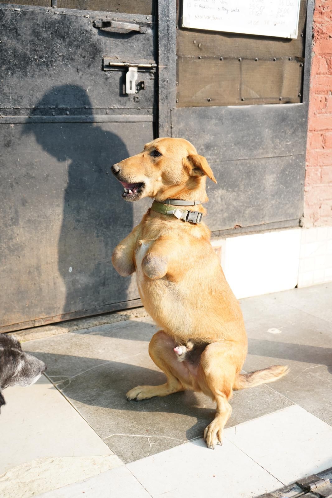 Pawsitive Sanctuary Inc