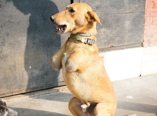 Pawsitive Sanctuary Inc