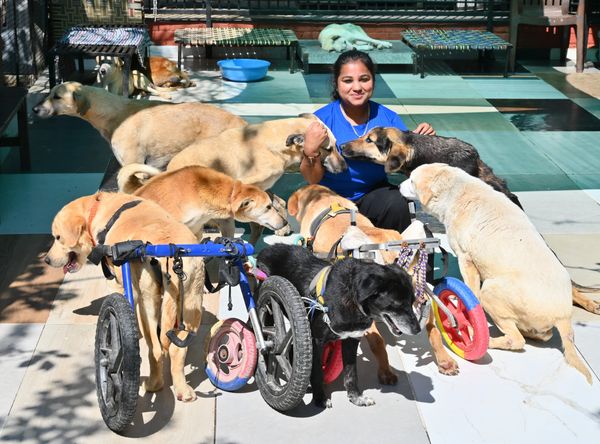 Pawsitive Sanctuary Inc