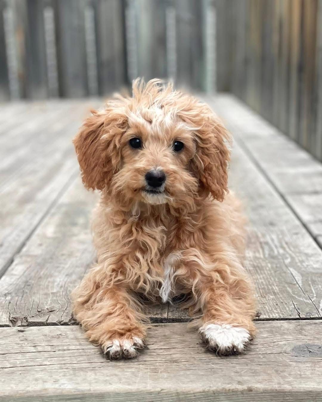 WINDY CITY Dog rescue