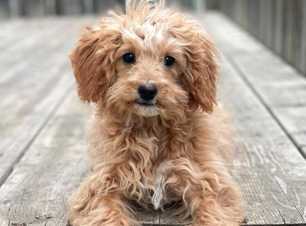 WINDY CITY Dog rescue
