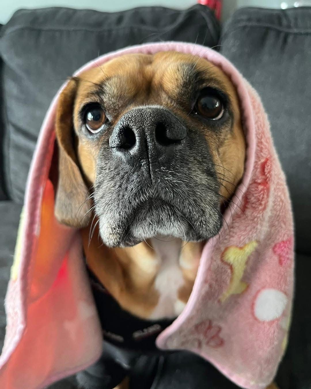 WINDY CITY Dog rescue