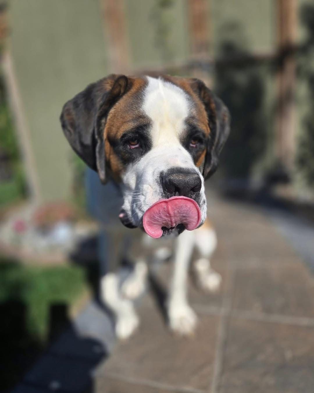 WINDY CITY Dog rescue