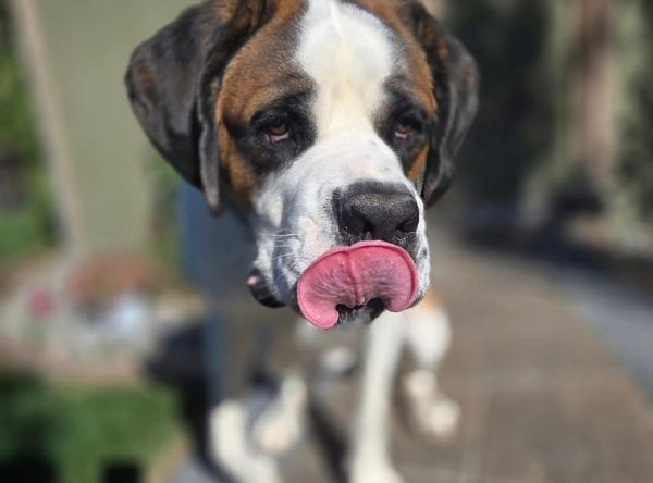 WINDY CITY Dog rescue